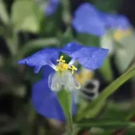 thumbnail for publication: Biology and Management of Dayflowers (Commelina spp.) in Ornamental Plant Production and Landscapes in Florida